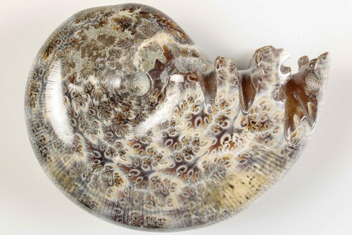 2.6" Polished Agatized Ammonite (Phylloceras?) Fossil - Madagascar